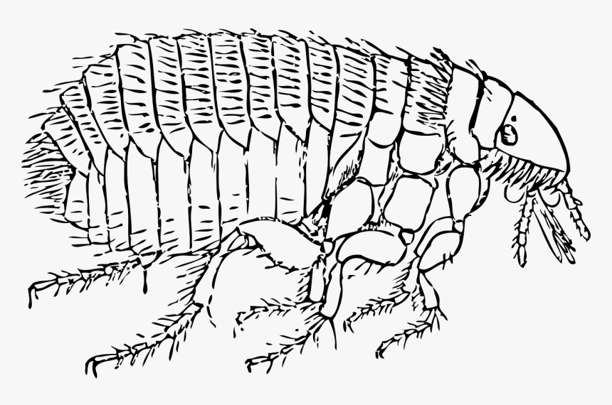 Black And White Flea, HD Png Download, Free Download