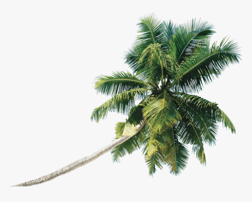 Coconut Tree Png Photo - Green Palm Tree Png, Transparent Png, Free Download