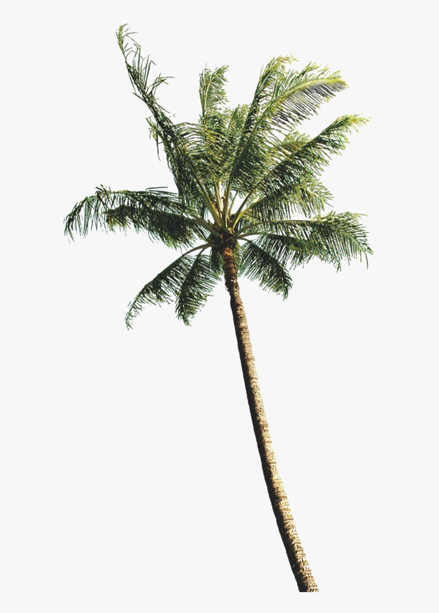 Coconut Tree - Real Coconut Tree Png, Transparent Png, Free Download