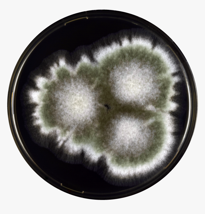 Aspergillus Pseudoglaucus Yes - Aspergillus Pseudoglaucus, HD Png Download, Free Download