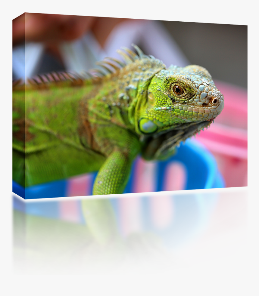 Dibujos De Iguanas A Lapiz Faciles, HD Png Download, Free Download