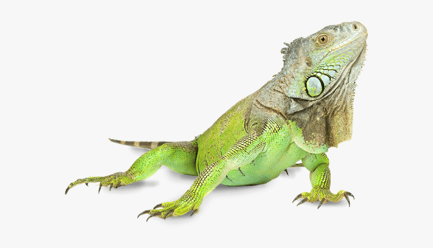 Iguana Png 1 » Png Image - Iguana Png, Transparent Png, Free Download