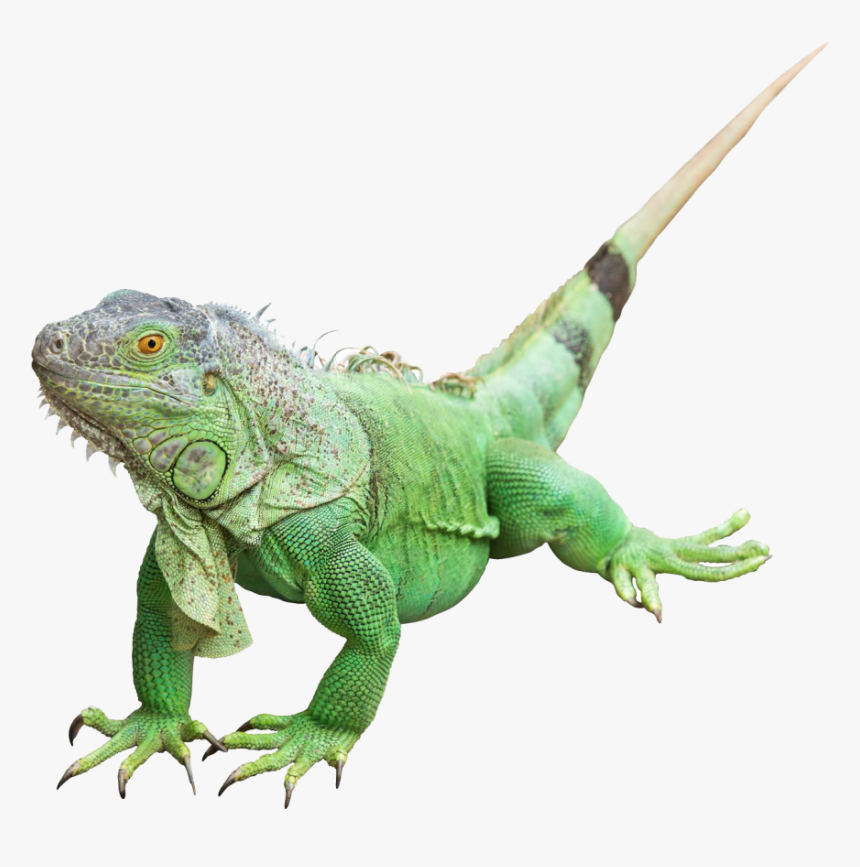 Reptile Common Iguanas Lizard Green Iguana Image - Iguana Png, Transparent Png, Free Download