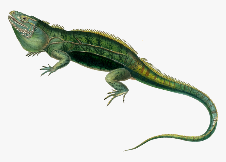 Iguanidae,reptile,dragon Lizard - Iguana Png, Transparent Png, Free Download