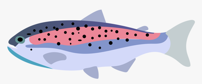 Rainbow Trout Fish Drawing - Shark, HD Png Download, Free Download