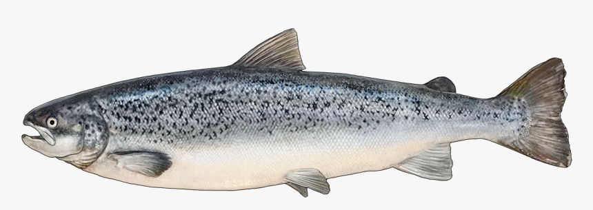 Trout Clipart Oily Fish - Salmon Fish Png, Transparent Png, Free Download