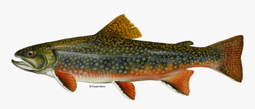 Brook Trout Fish, HD Png Download, Free Download