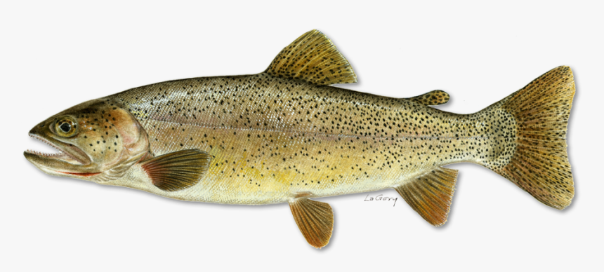 Snake River Cutthroat Illustration, HD Png Download, Free Download