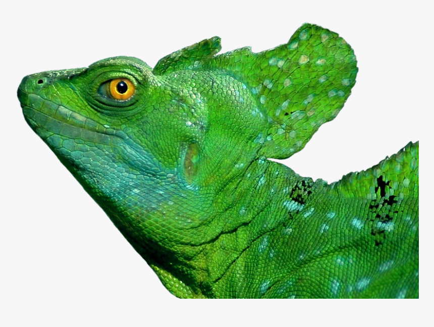 Basilisk Lizard Green, HD Png Download, Free Download