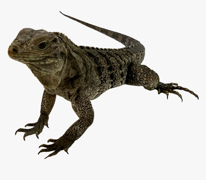 Iguana, HD Png Download, Free Download