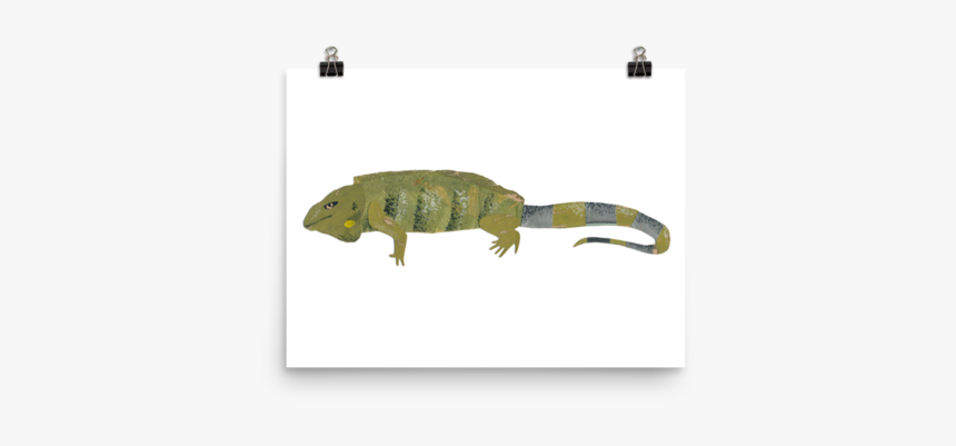 Green Iguana, HD Png Download, Free Download