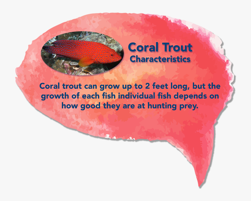 Coral Trout , Png Download - Coral Trout, Transparent Png, Free Download