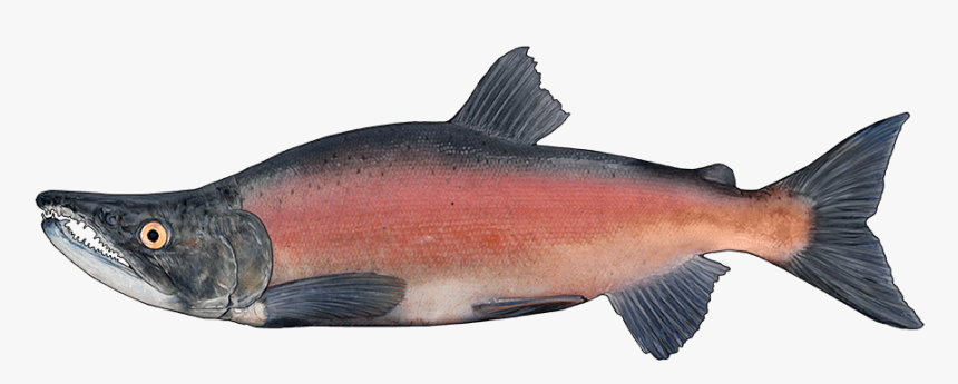 Sockeye Salmon, HD Png Download, Free Download