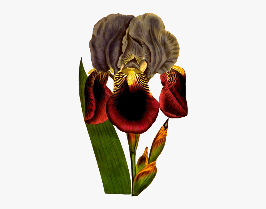 German Flag - Dibujo Iris Germanica, HD Png Download, Free Download