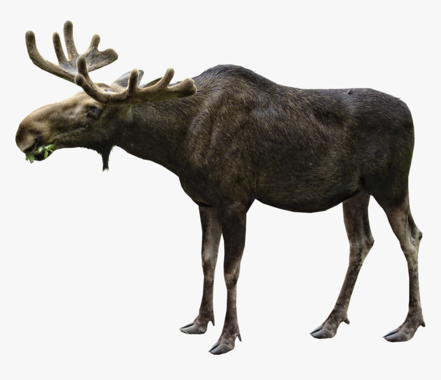 Moose Eating Png Image - Moose Png, Transparent Png, Free Download