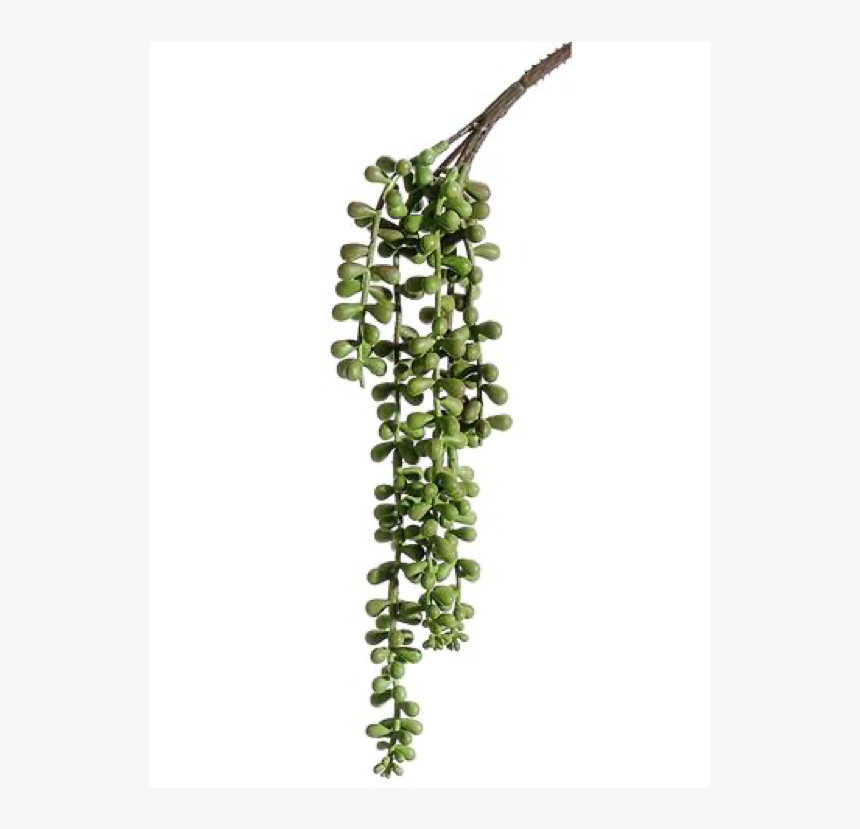 Plant String Of Peas Png, Transparent Png, Free Download