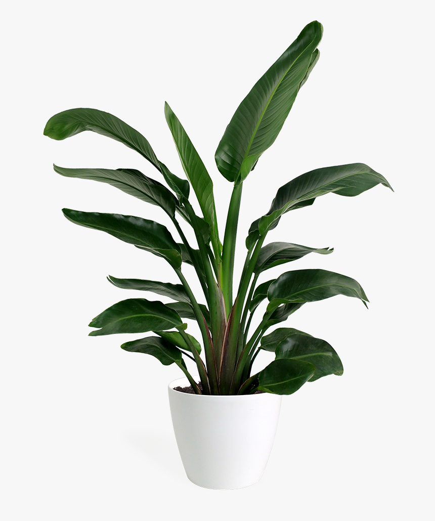 Indoor Plant Png Transparent, Png Download, Free Download