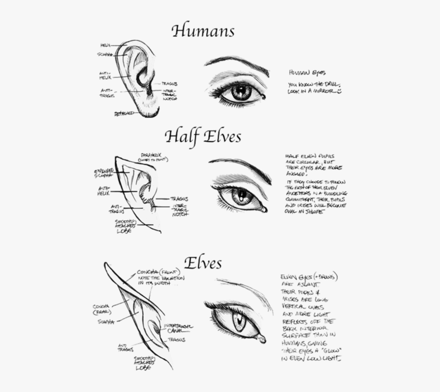 Half Elf Eyes, HD Png Download, Free Download