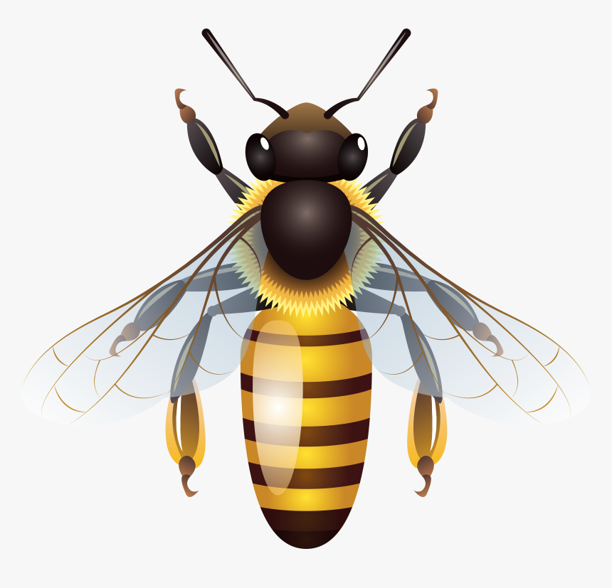 Bee Clipart Png, Transparent Png, Free Download