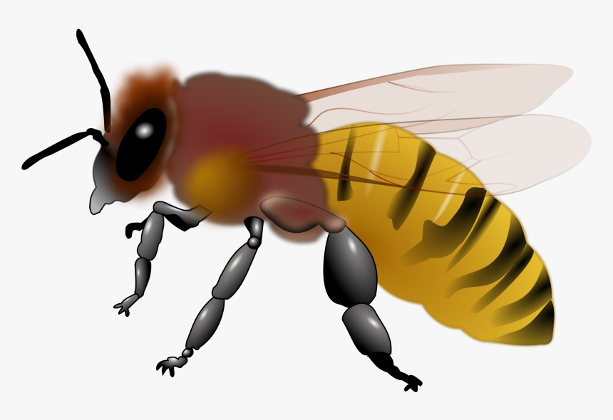 Honeybee Clipart 3 - Honey Bee On A Transparent Background, HD Png Download, Free Download