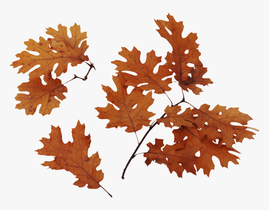Autumn Png Leaves - Png For Tree Leaf, Transparent Png, Free Download
