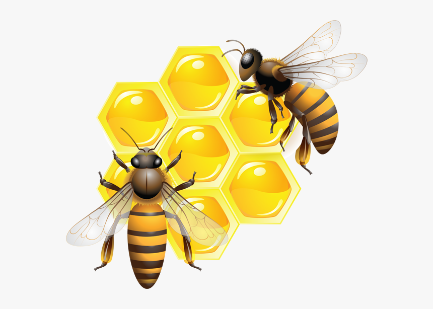 Bee Png - Bee Honey Png, Transparent Png, Free Download