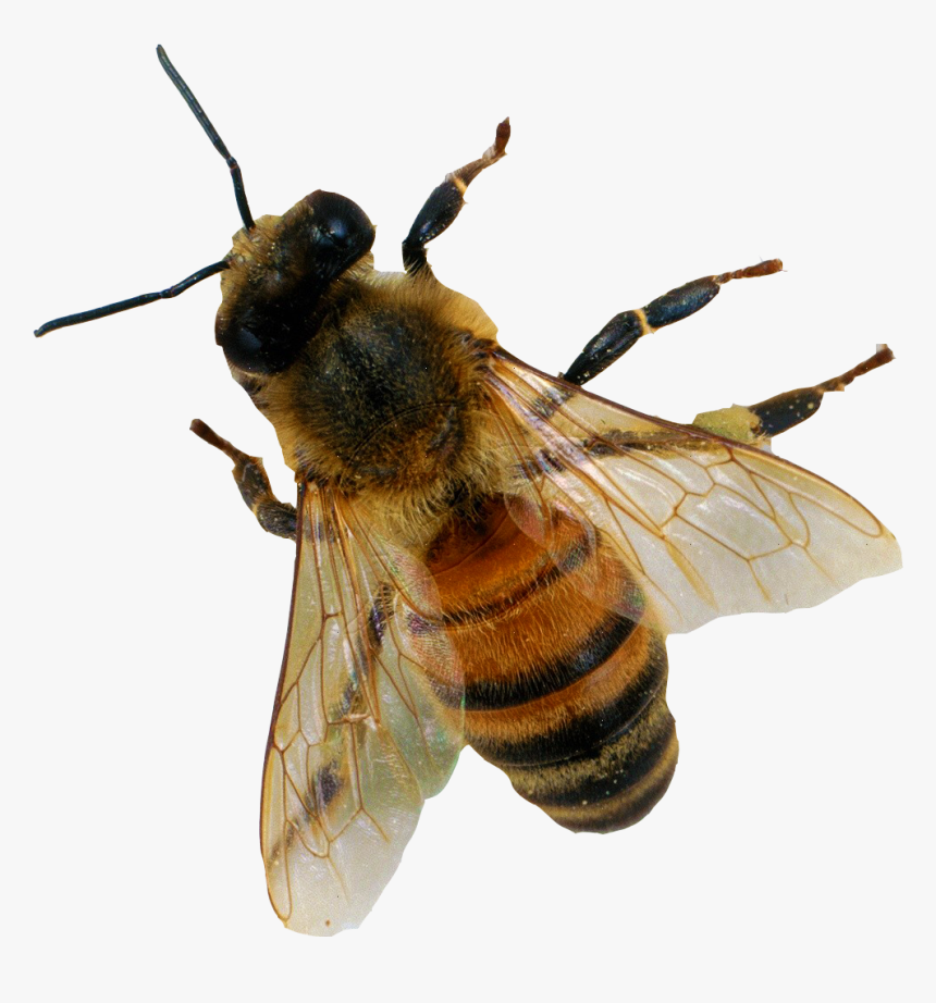 Bee Png - Bee Transparent Png, Png Download, Free Download