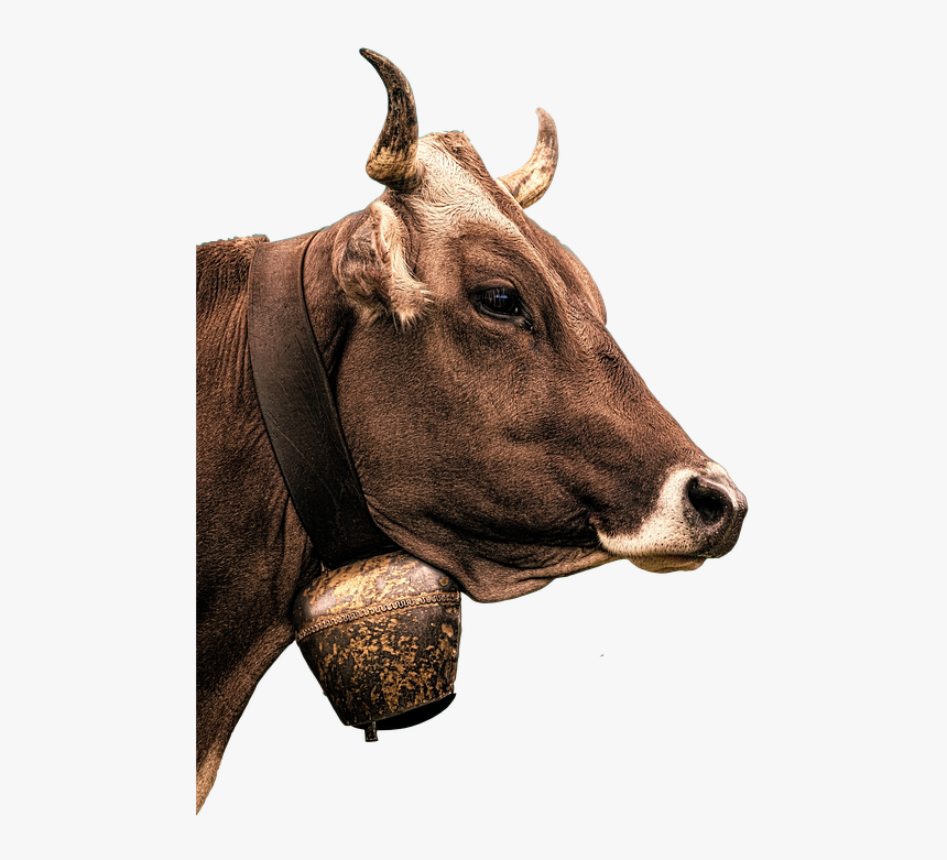 Boeuf Png Transparent, Png Download - kindpng