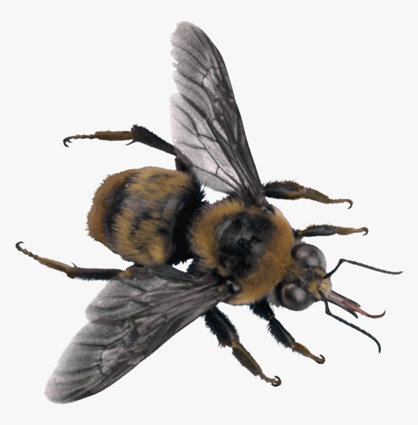 Bee Png Image - Portable Network Graphics, Transparent Png, Free Download