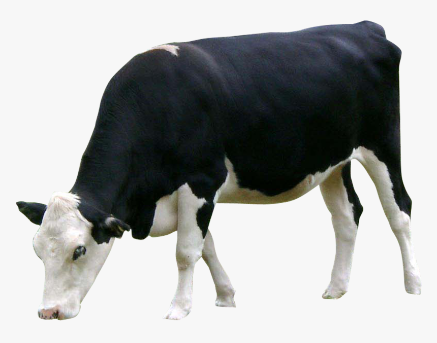 Cow Head Png, Transparent Png, Free Download