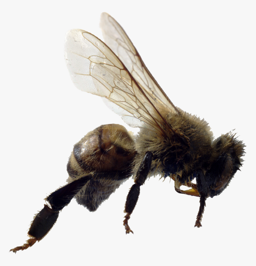 Bee Png Image - Asexual Animals, Transparent Png, Free Download