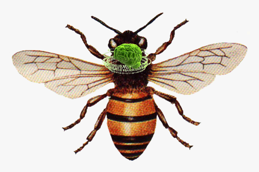 Honey Bee Png Download - Honey Bee, Transparent Png, Free Download