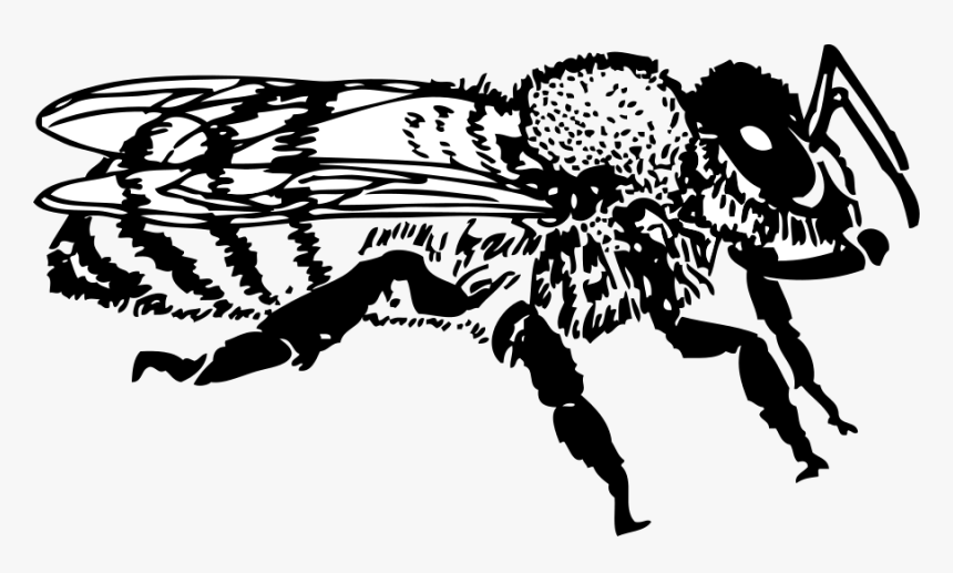 Honey Bee Svg Clip Arts - Bee Black And White Clip Art, HD Png Download, Free Download