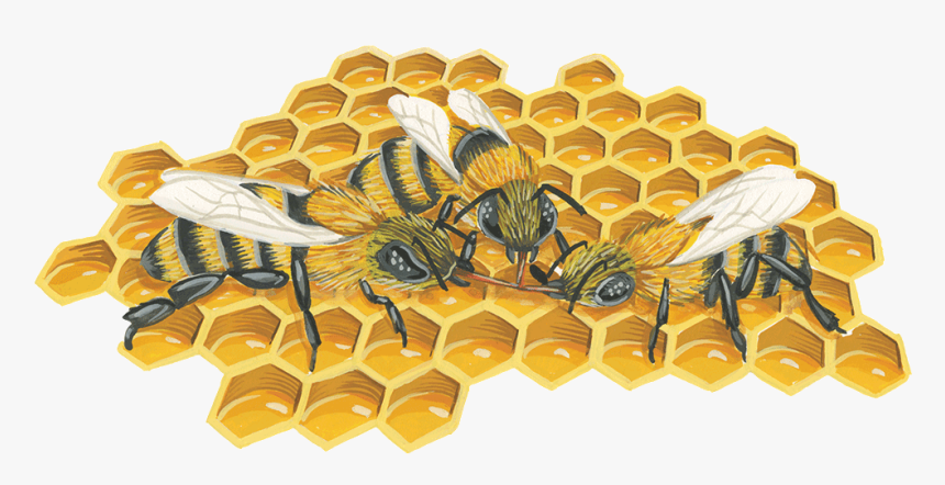 Bee Png - Illustration, Transparent Png, Free Download