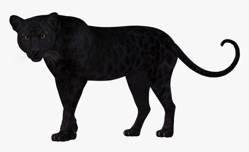 Black Leopard Transparent Background, HD Png Download, Free Download