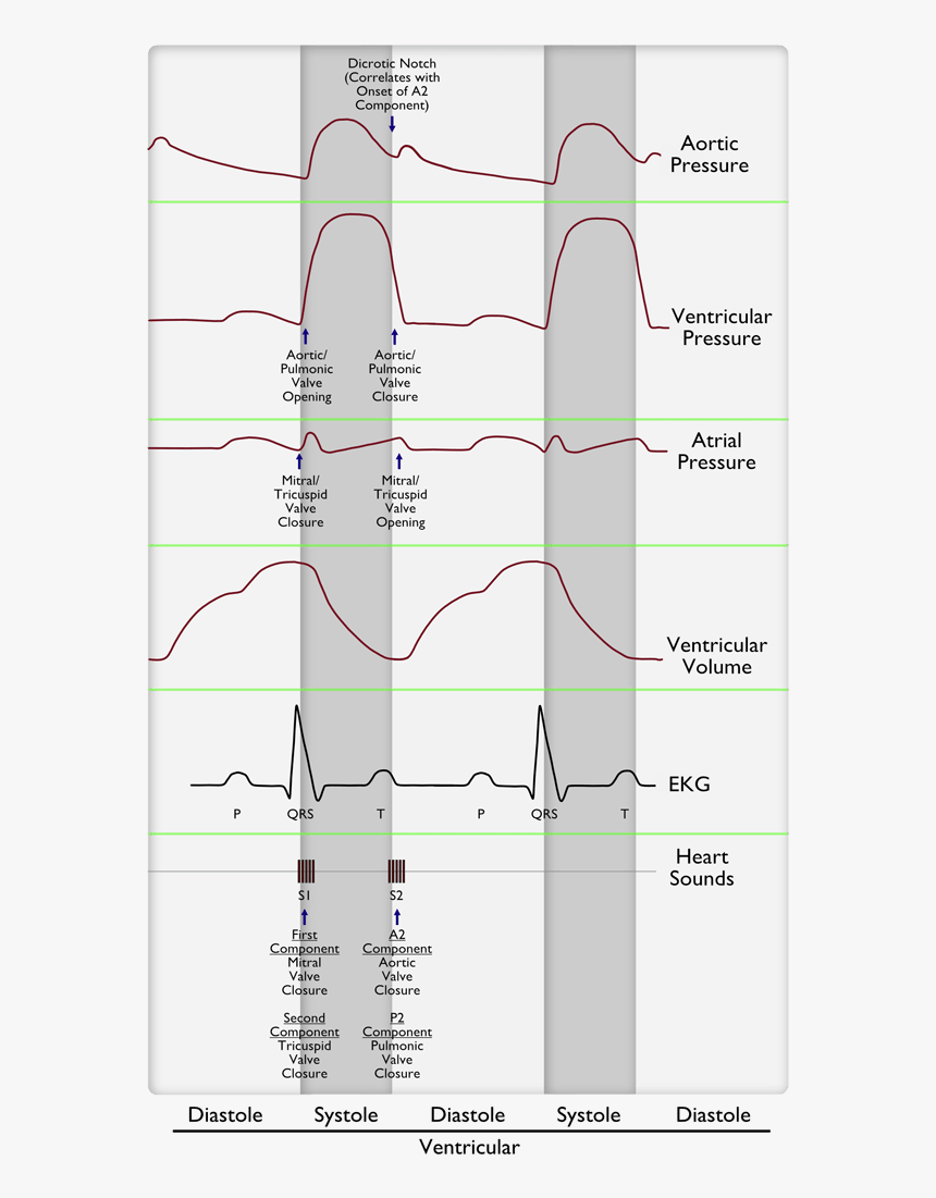 Cardiac Cycle - Heart Murmurs And Cardiac Cycle, HD Png Download, Free Download