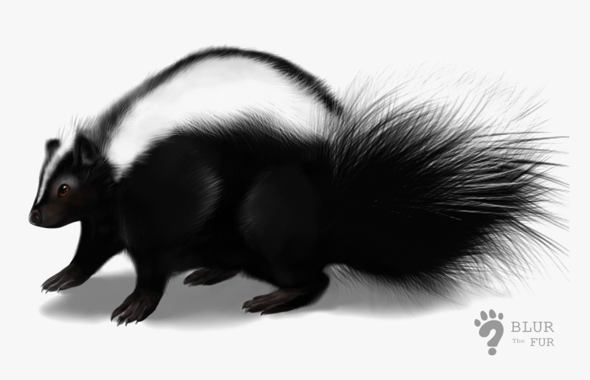 Skunk Png, Transparent Png, Free Download