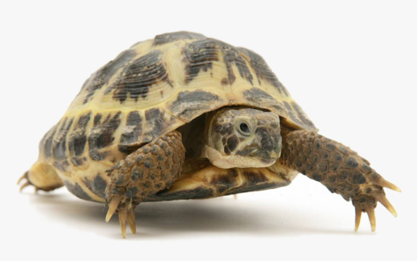 Tortoise - Difference Between Turtle And Tortoise In Hindi, HD Png Download, Free Download