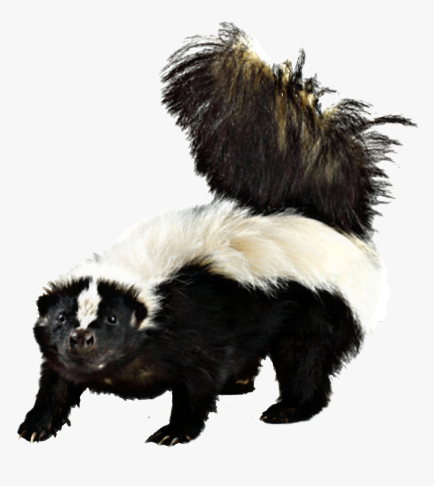 #skunk - Striped Skunk Png Skunk Wallpaper Hd, Transparent Png, Free Download