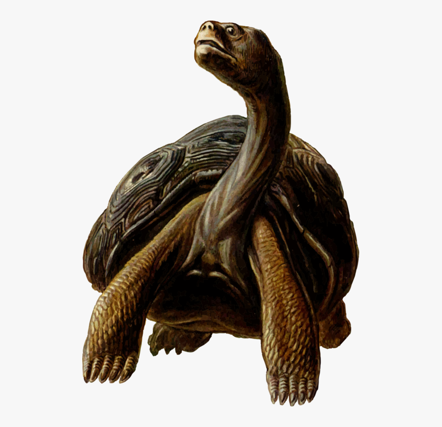 Turtle,reptile,tortoise - Long Neck Turtle Cartoon, HD Png Download, Free Download