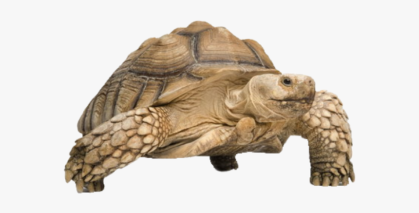 Tortoise Png Transparent Images - Png Tortoise, Png Download, Free Download