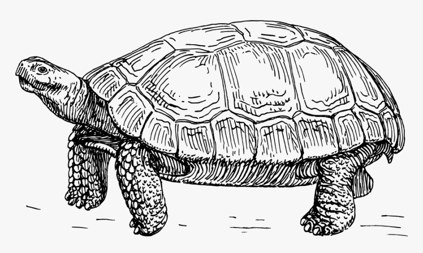 Tortoise Svg Clip Arts - Tortoise Black And White, HD Png Download, Free Download