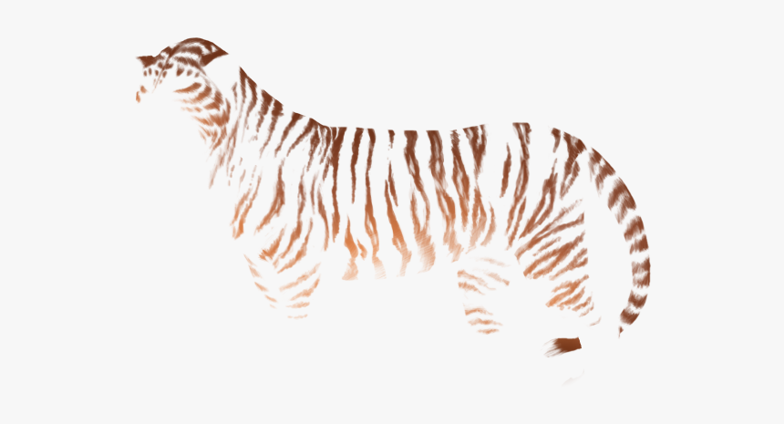 Zebra, HD Png Download, Free Download