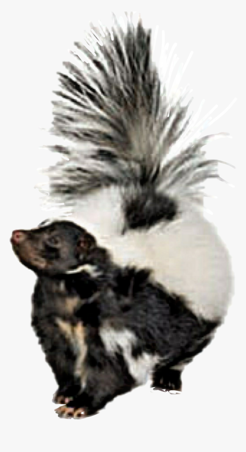 #skunk - Striped Skunk, HD Png Download, Free Download