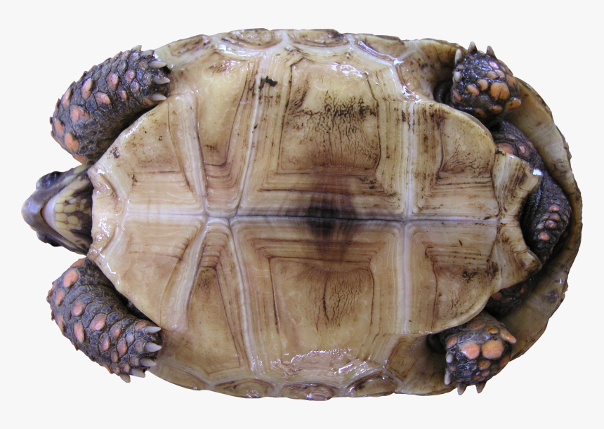 Tortoise Textures, HD Png Download, Free Download