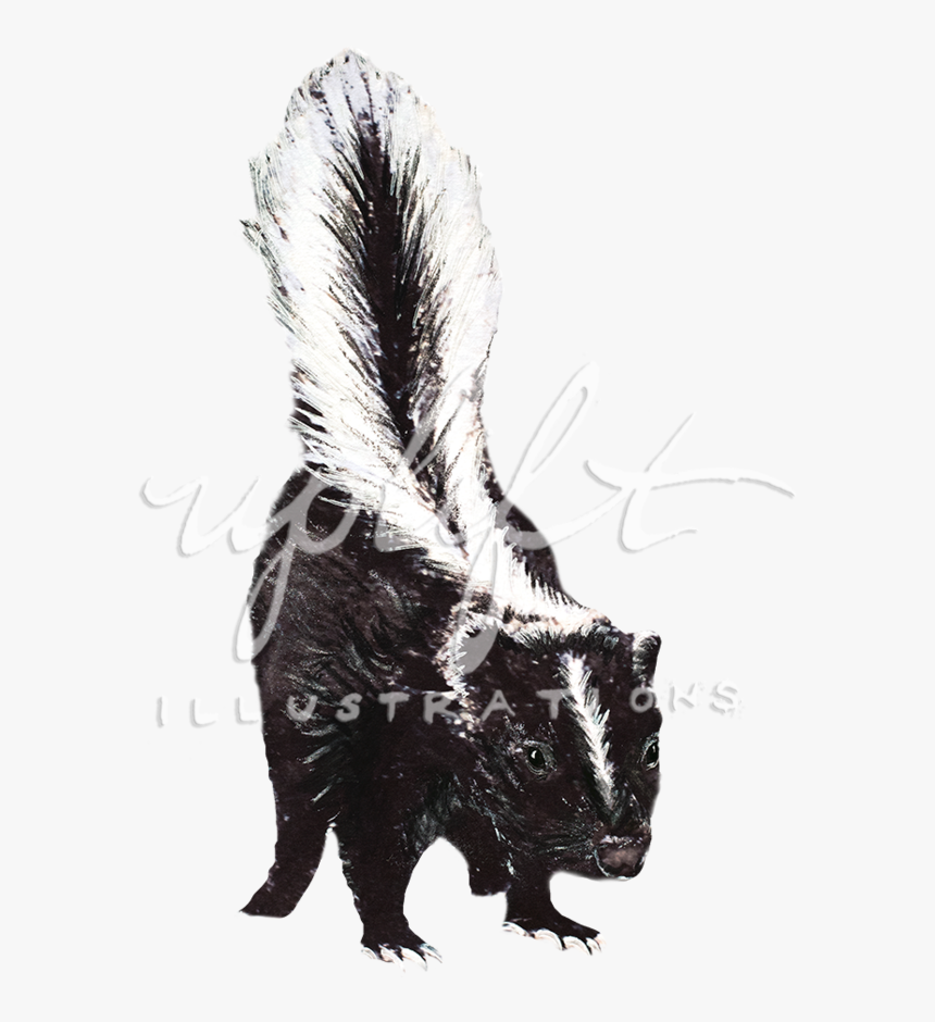 Skunk - Striped Skunk, HD Png Download, Free Download