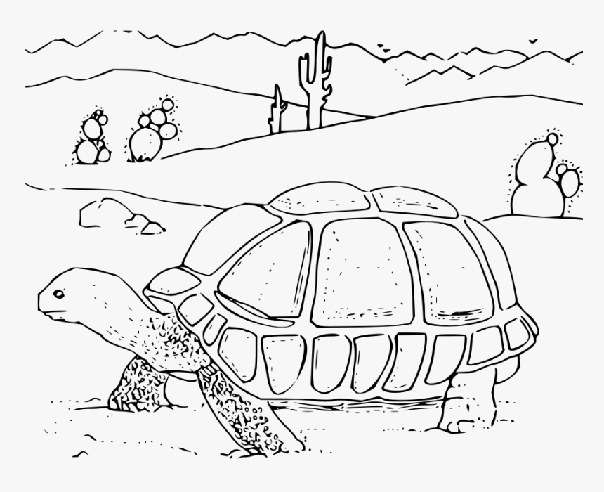 Coloring Book Desert Tortoise Svg Clip Arts - Plants And Animals Drawing, HD Png Download, Free Download