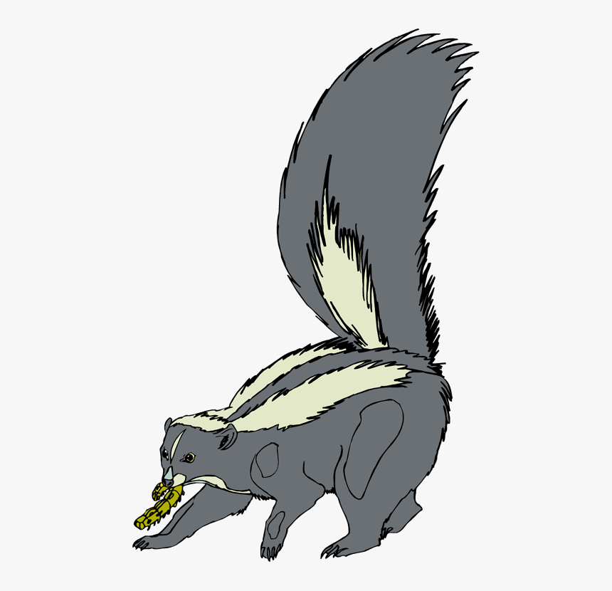 Skunk Clip Art - Baby Skunk Fu Baby Skunk Drawing, HD Png Download, Free Download