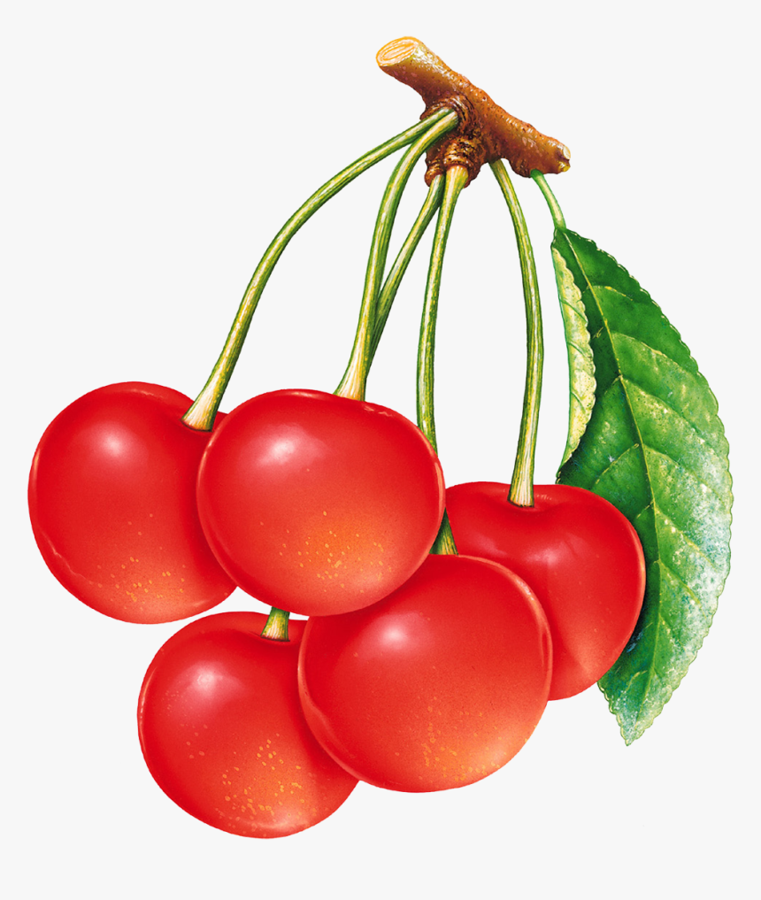 Cherries Png Image - Bunch Of Cherries Clipart, Transparent Png, Free Download