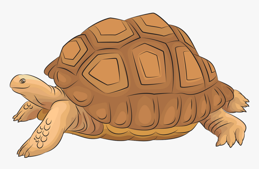 Aldabra Giant Tortoise Clipart, HD Png Download, Free Download